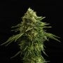 Zkit Candy Dream Edition Feminized Marijuana Strain by Kannabia For Sale Online at Cannabis Seeds Outlet
