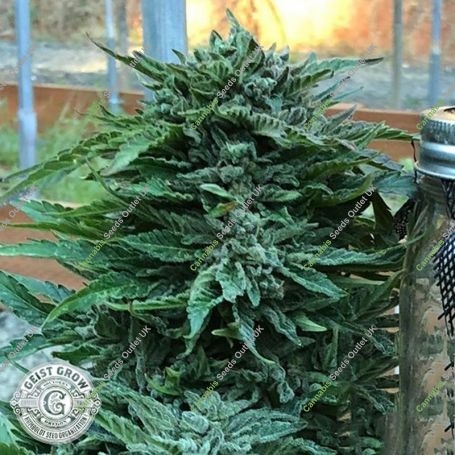 Gueist OG Auto Feminized Marijuana Strain by Geist Grow Seeds For Sale Online at Cannabis Seeds Outlet