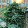 Gueist OG Auto Feminized Marijuana Strain by Geist Grow Seeds For Sale Online at Cannabis Seeds Outlet
