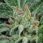Gueist OG Auto Feminized by Geist Grow Seeds THC Content Potency Strength CBD Height Yield Flowering Time Indica Sativa Genetics