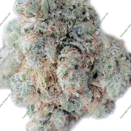 Bubba Gueist Auto Feminized Marijuana Strain by Geist Grow Seeds For Sale Online at Cannabis Seeds Outlet
