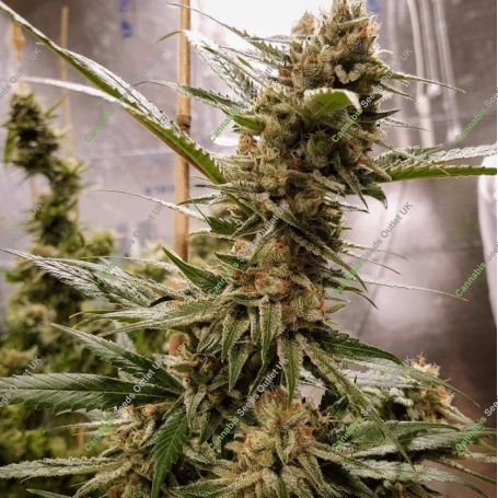 Strawberry Ghost Feminized Marijuana Strain by Geist Grow Seeds For Sale Online at Cannabis Seeds Outlet