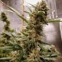 Strawberry Ghost Feminized Marijuana Strain by Geist Grow Seeds For Sale Online at Cannabis Seeds Outlet