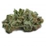 Geist Grow Seeds Cannabis Strain Strawberry Ghost Feminized Marijuana Seeds Original Collector Souvenir Authentic Packaging Pack
