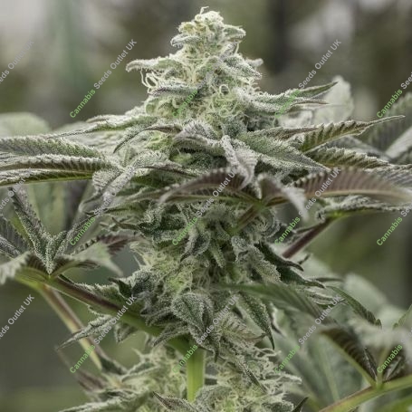 Lemon Citron Feminized Marijuana Strain by Geist Grow Seeds For Sale Online at Cannabis Seeds Outlet