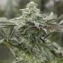 Lemon Citron Feminized Marijuana Strain by Geist Grow Seeds For Sale Online at Cannabis Seeds Outlet