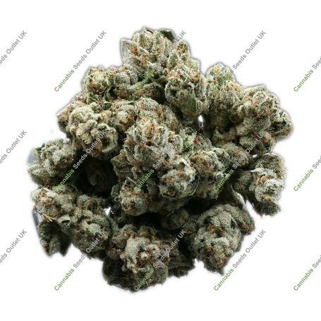 Banana Ghost Feminized Marijuana Strain by Geist Grow Seeds For Sale Online at Cannabis Seeds Outlet