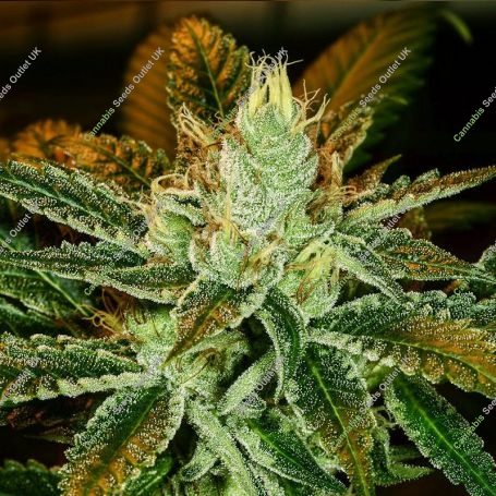 G13 Ghost Feminized Marijuana Strain by Geist Grow Seeds For Sale Online at Cannabis Seeds Outlet