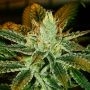 G13 Ghost Feminized Marijuana Strain by Geist Grow Seeds For Sale Online at Cannabis Seeds Outlet