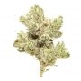 Geist Grow Seeds Cannabis Strain G13 Ghost Feminized Marijuana Seeds Original Collector Souvenir Authentic Packaging Packs