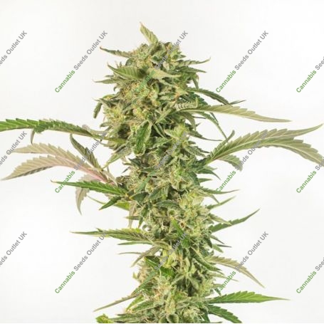 Geist OG CBD Regular Marijuana Strain by Geist Grow Seeds For Sale Online at Cannabis Seeds Outlet