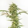 Geist OG CBD Regular Marijuana Strain by Geist Grow Seeds For Sale Online at Cannabis Seeds Outlet