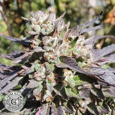 SFV Gushers Regular Marijuana Strain by Geist Grow Seeds For Sale Online at Cannabis Seeds Outlet