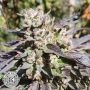 SFV Gushers Regular Marijuana Strain by Geist Grow Seeds For Sale Online at Cannabis Seeds Outlet