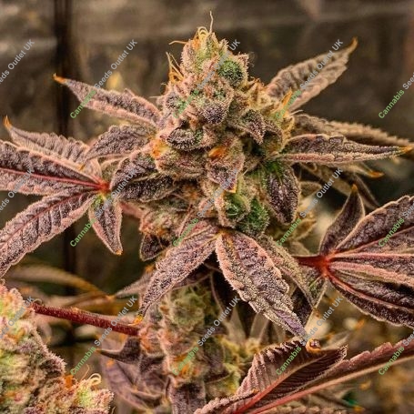 Ghost Candy Regular Marijuana Strain by Geist Grow Seeds For Sale Online at Cannabis Seeds Outlet
