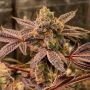 Ghost Candy Regular Marijuana Strain by Geist Grow Seeds For Sale Online at Cannabis Seeds Outlet