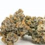 Geist Grow Seeds Cannabis Strain Ghost Candy Regular Marijuana Seeds Original Collector Souvenir Authentic Packaging Packs