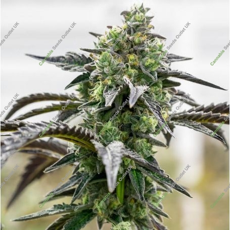 Banana Cream Cake Regular Marijuana Strain by Geist Grow Seeds For Sale Online at Cannabis Seeds Outlet