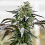 Banana Cream Cake Regular Marijuana Strain by Geist Grow Seeds For Sale Online at Cannabis Seeds Outlet