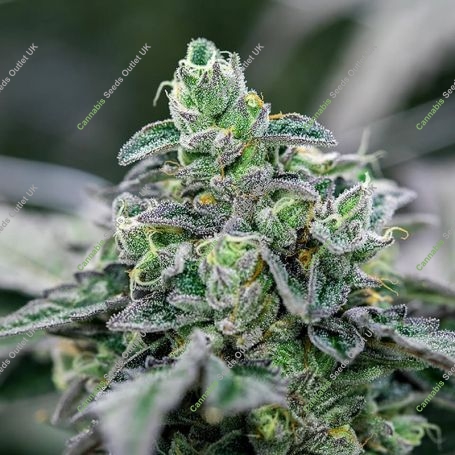 31 Ghosts Regular Marijuana Strain by Geist Grow Seeds For Sale Online at Cannabis Seeds Outlet