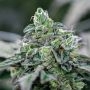 31 Ghosts Regular Marijuana Strain by Geist Grow Seeds For Sale Online at Cannabis Seeds Outlet