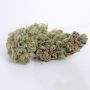 Geist Grow Seeds Cannabis Strain Ghostscotti Regular Marijuana Seeds Original Collector Souvenir Authentic Packaging Packs