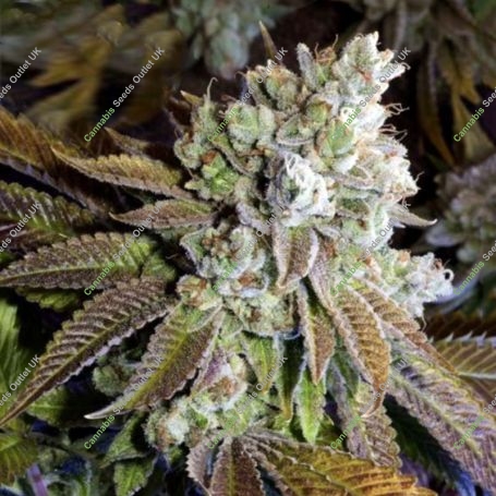 Geist OG S1 Feminized Marijuana Strain by Geist Grow Seeds For Sale Online at Cannabis Seeds Outlet