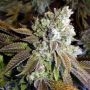 Geist OG S1 Feminized Marijuana Strain by Geist Grow Seeds For Sale Online at Cannabis Seeds Outlet