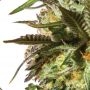 Candied Satsuma Auto Feminized by Yieldmonger Seeds THC Content Potency Strength CBD Height Yield Flowering Time Indica Sativa G