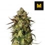 Candied Satsuma Auto Feminized Marijuana Strain by Yieldmonger Seeds For Sale Online at Cannabis Seeds Outlet