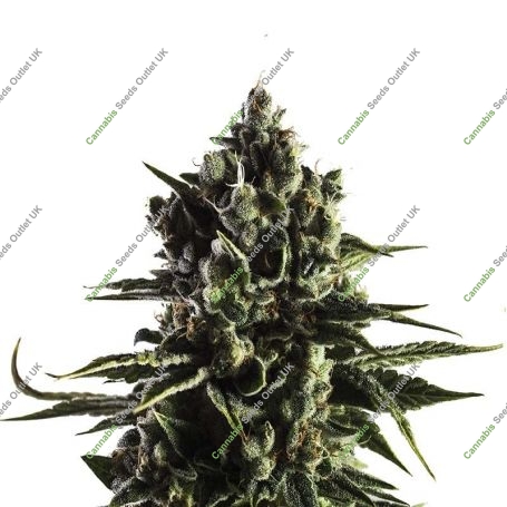 Fat Caramel Auto Feminized Marijuana Strain by Yieldmonger Seeds For Sale Online at Cannabis Seeds Outlet