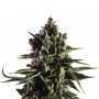 Fat Caramel Auto Feminized Marijuana Strain by Yieldmonger Seeds For Sale Online at Cannabis Seeds Outlet