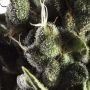 Yieldmonger Seeds Fat Caramel Auto Smoke Buds Weed Ganja Skunk Dope Pot Images Pics Nuggets
