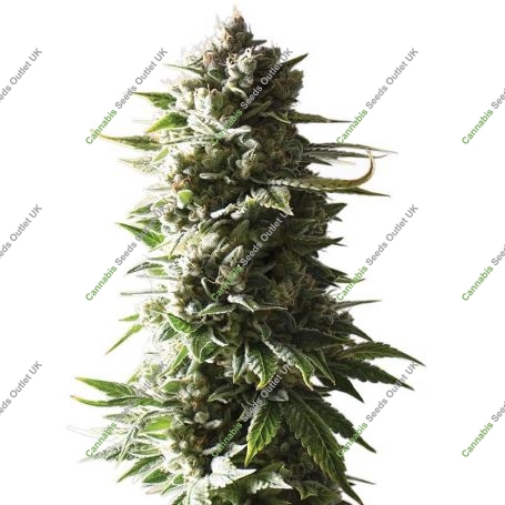 Mother Ape Shit Auto Feminized Marijuana Strain by Yieldmonger Seeds For Sale Online at Cannabis Seeds Outlet