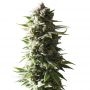 Mother Ape Shit Auto Feminized Marijuana Strain by Yieldmonger Seeds For Sale Online at Cannabis Seeds Outlet