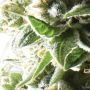 Mother Ape Shit Auto Feminized by Yieldmonger Seeds THC Content Potency Strength CBD Height Yield Flowering Time Indica Sativa G