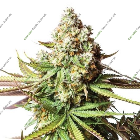 Bear Gorilla Feminized Marijuana Strain by Yieldmonger Seeds For Sale Online at Cannabis Seeds Outlet