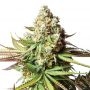 Bear Gorilla Feminized Marijuana Strain by Yieldmonger Seeds For Sale Online at Cannabis Seeds Outlet