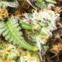 Yieldmonger Seeds Cannabis Strain Bear Gorilla Feminized Marijuana Seeds Original Collector Souvenir Authentic Packaging Packs