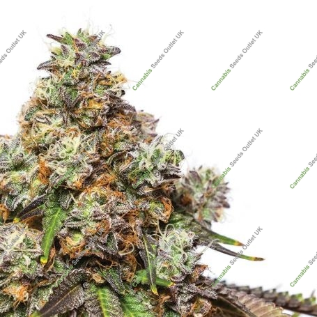 Girl Scout Gelato Feminized Marijuana Strain by Yieldmonger Seeds For Sale Online at Cannabis Seeds Outlet