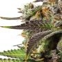 Yieldmonger Seeds Cannabis Strain Turbo Zkittles Feminized Marijuana Seeds Original Collector Souvenir Authentic Packaging Packs