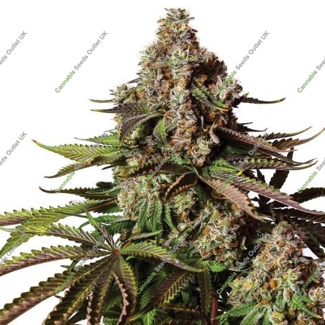 Turbo Zkittles Feminized Marijuana Strain by Yieldmonger Seeds For Sale Online at Cannabis Seeds Outlet