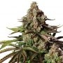Turbo Zkittles Feminized Marijuana Strain by Yieldmonger Seeds For Sale Online at Cannabis Seeds Outlet