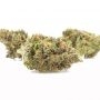Yieldmonger Seeds Turbo Zkittles Smoke Buds Weed Ganja Skunk Dope Pot Images Pics Nuggets