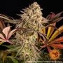 Barneys Farm Blue Sunset Sherbet Smoke Buds Weed Ganja Skunk Dope Pot Images Pics Nuggets