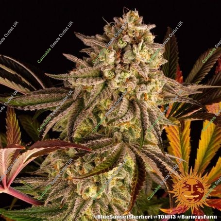 Blue Sunset Sherbet Feminized Marijuana Strain by Barneys Farm For Sale Online at Cannabis Seeds Outlet
