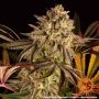 Blue Sunset Sherbet Feminized Marijuana Strain by Barneys Farm For Sale Online at Cannabis Seeds Outlet