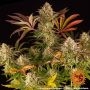 Blue Sunset Sherbet Feminized by Barneys Farm THC Content Potency Strength CBD Height Yield Flowering Time Indica Sativa Genetic