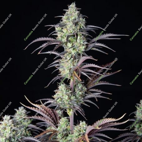 Mimosa Cake Feminized Marijuana Strain by Fast Buds For Sale Online at Cannabis Seeds Outlet