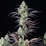 Mimosa Cake Feminized Marijuana Strain by Fast Buds For Sale Online at Cannabis Seeds Outlet